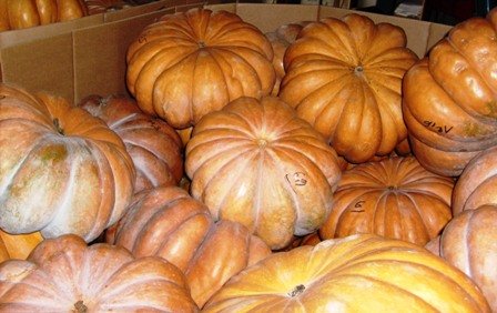 MUSKAD PUMPKIN