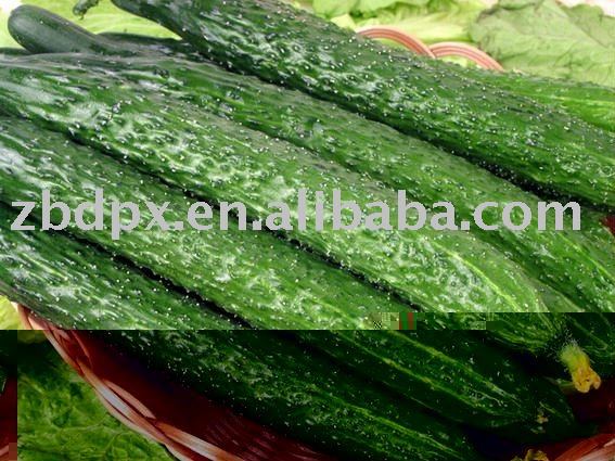 Chinese fresh cucumber