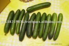 Cucumber