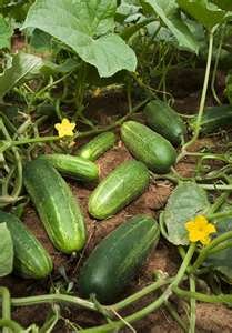 Fresh Cucumber for Sale(100% Top Quality),Spinach,Onion,Garlic,Leeks,Tomatoes, Broccoli , Cabbage ,Lettu