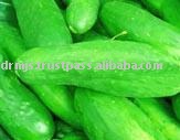  Cucumber 