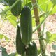 Medium Cucumber