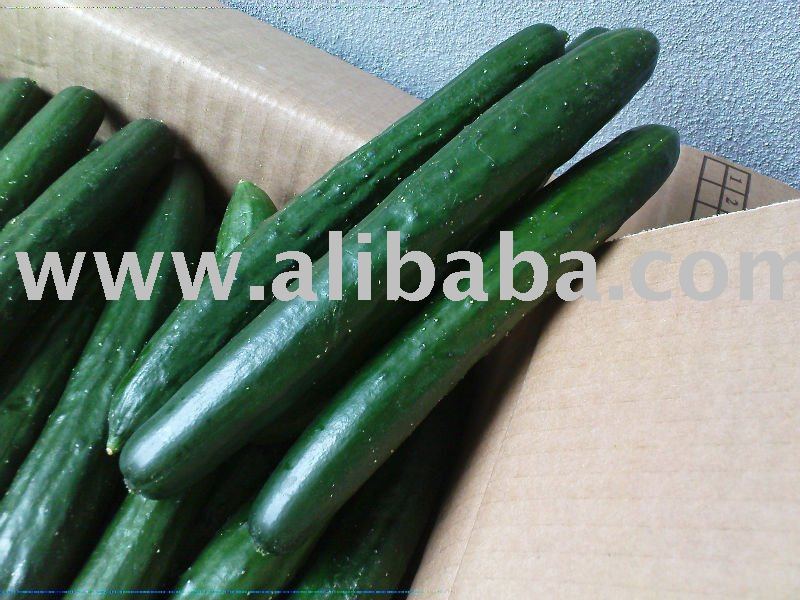 fresh japan cucumber