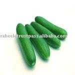 Cucumber