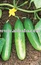 FRESH GREEN CUCUMBER,DRIED CUCUMBER,FROZEN CUCUMBER