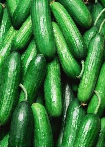 Egyptian CUCUMBER