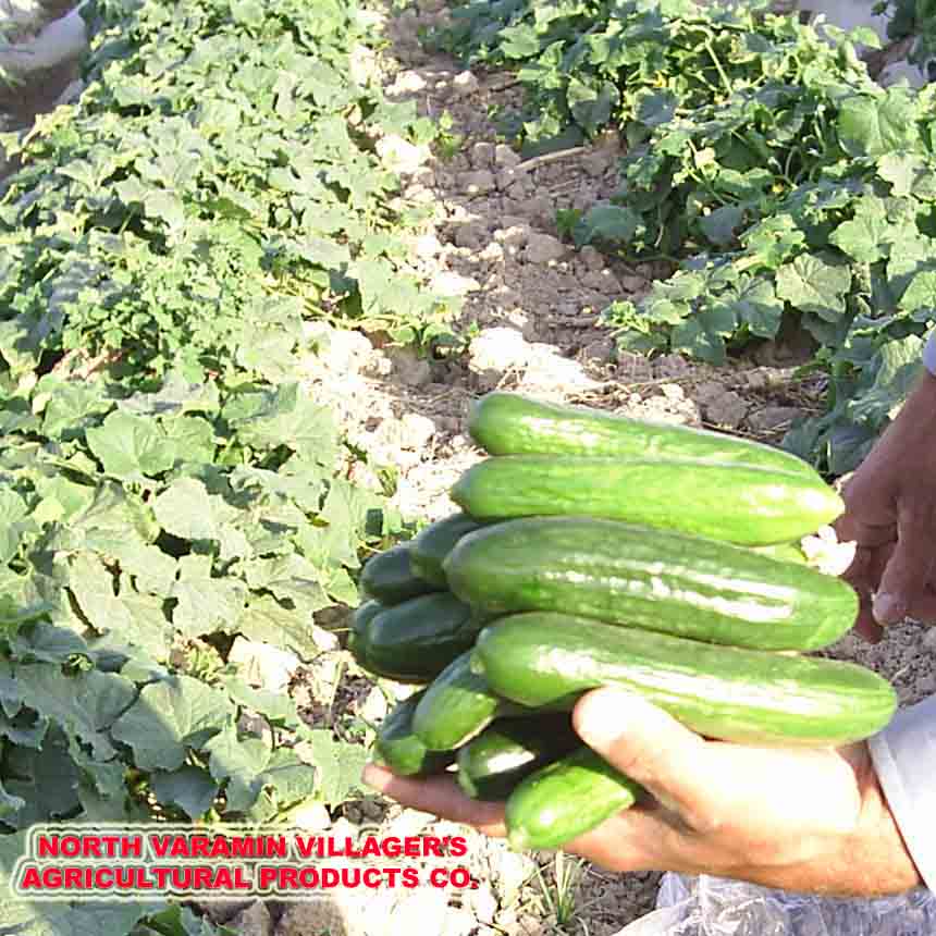 FRESH CUCUMBER (Kind: grown of short bush)