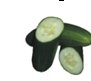 Cucumber