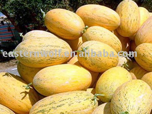 Hami Melon