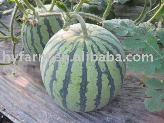 Fresh Watermelon, watermelon, melon