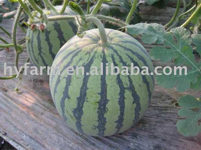 Fresh watermelon,watermelon,melon