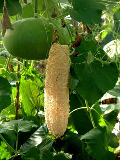 FRUITS