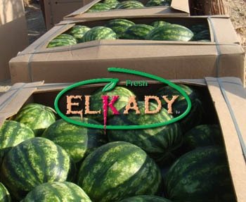 Best Egyptian Watermelon