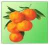 Canned Mandarin Oranges