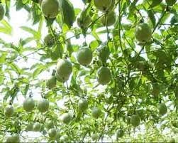 PASSION FRUIT