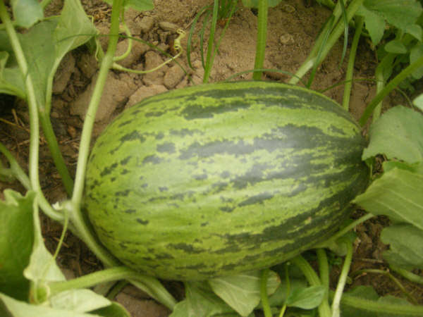 Melon Fresh