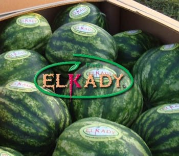 Elkady Watermelon for Export