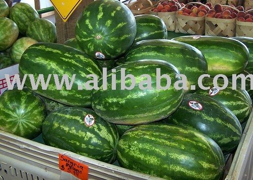 fresh melons for sale