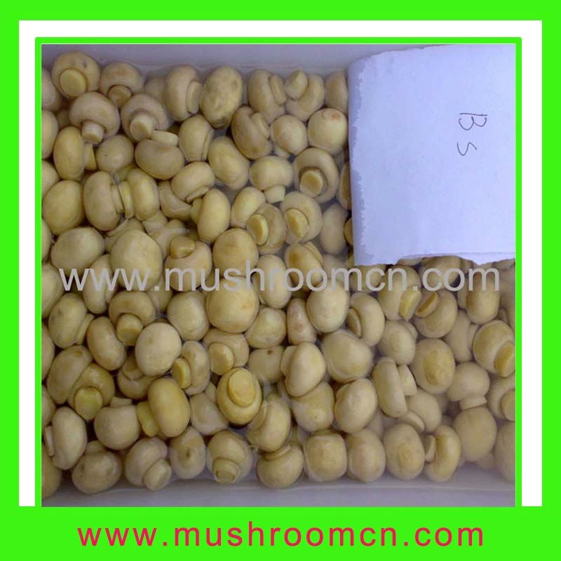2011 Hot sale Canned whole button mushroom
