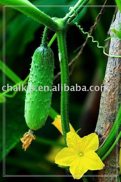 pickled gherkins