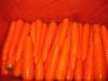 carrot