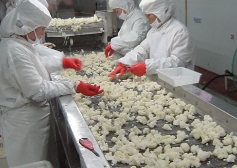 IQF cauliflower