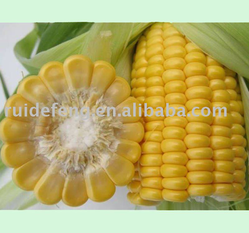 maize corn canned