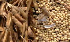 Soybeans