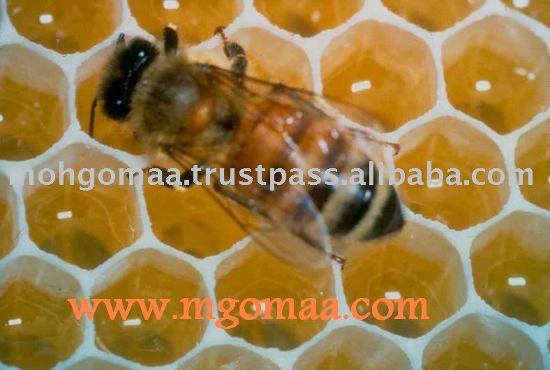 Honey Products