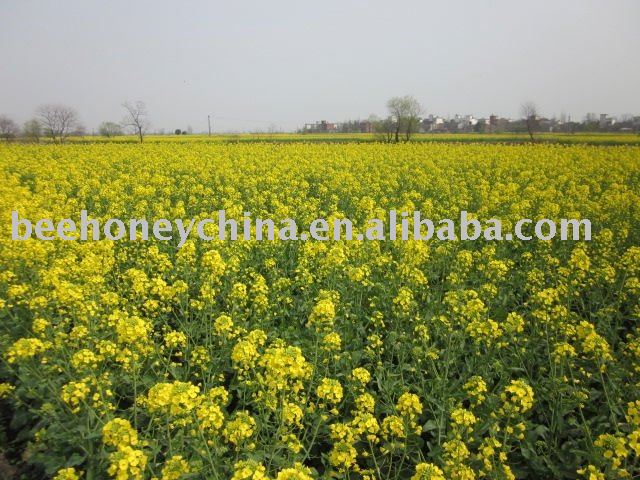 2011 new crop rape honey