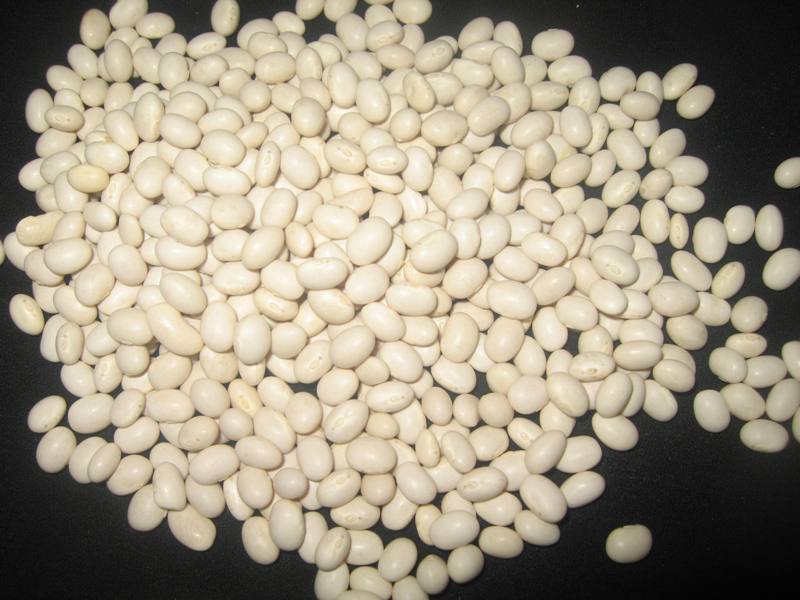  White   Pea   Beans 
