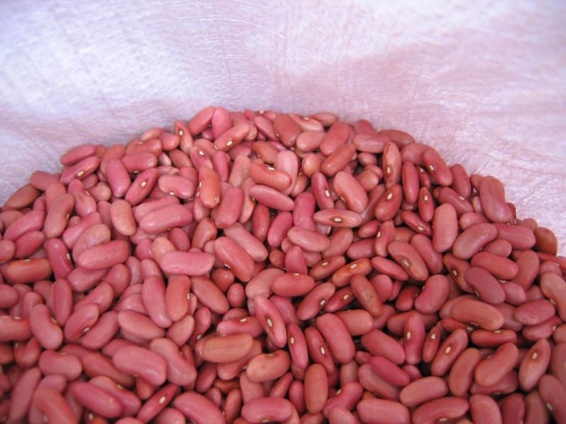short and long white, balck and red pure  kidney beans for sale