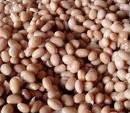 soybeans