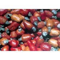  raw   fresh   cashew  nut for sale