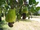 cashew nut