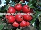 Blended Honey with Hawthorne Berry SOD Adjust blood fat