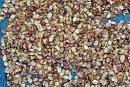 bush mango seeds