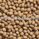 soya beans seed