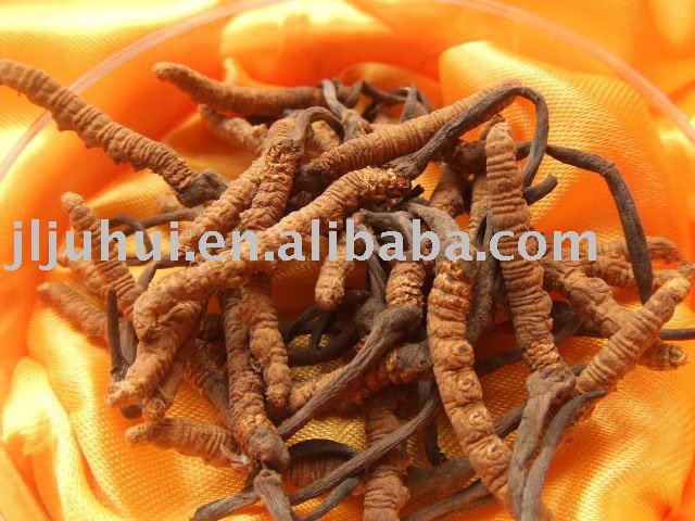 Blended honey with cordyceps extract 100% natural plant for man,Long-lasting