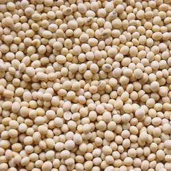 Dried Soybeans