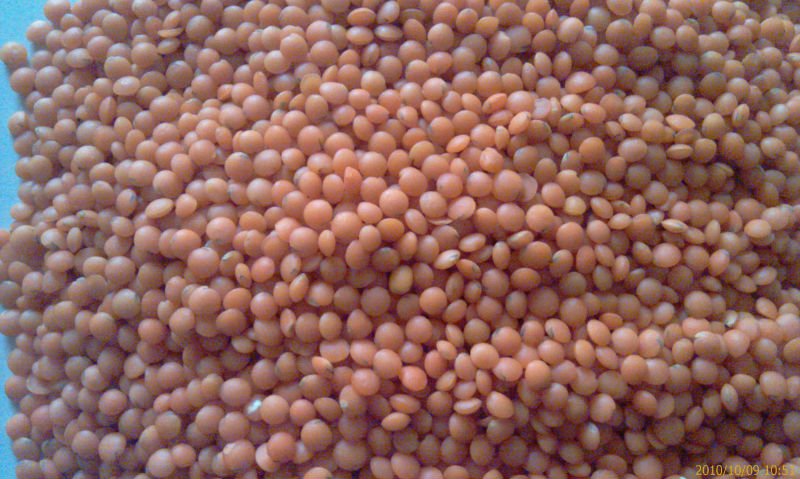 red split lentils