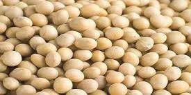SOYA BEANS NON MGO