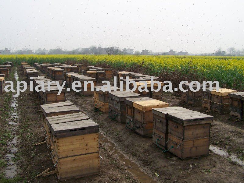 Raw honey in 290kg drums