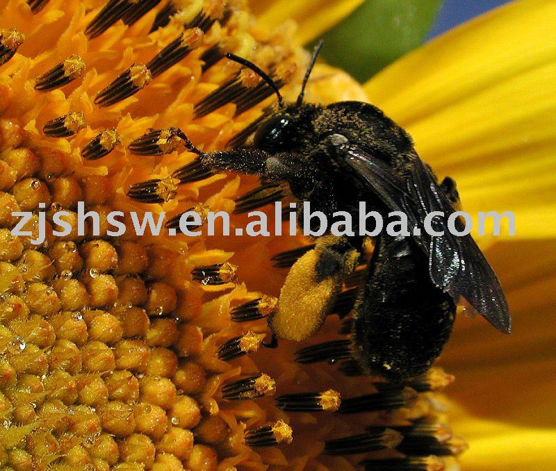  Sunflower   Pollen 