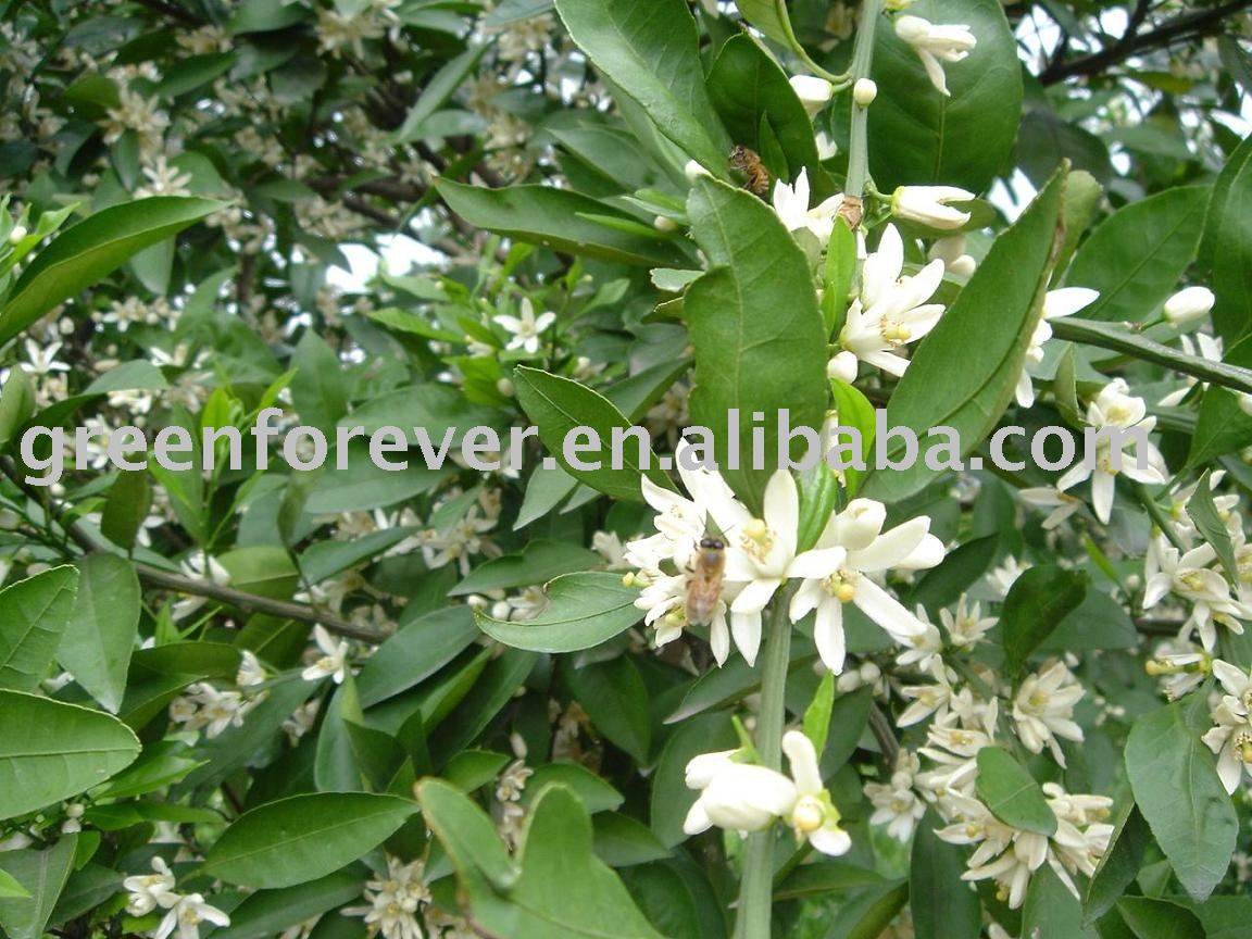 Chinese natural pure citrus honey