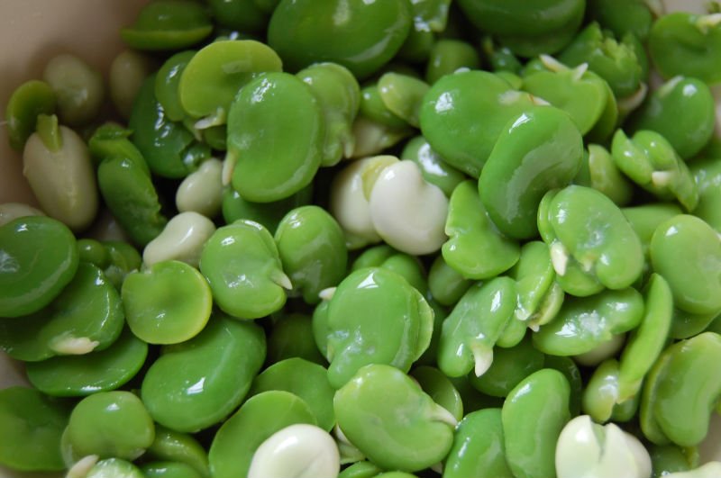 organic broad beans