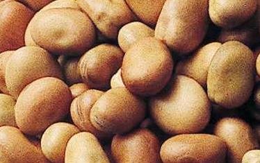 ATG( Broad Beans)
