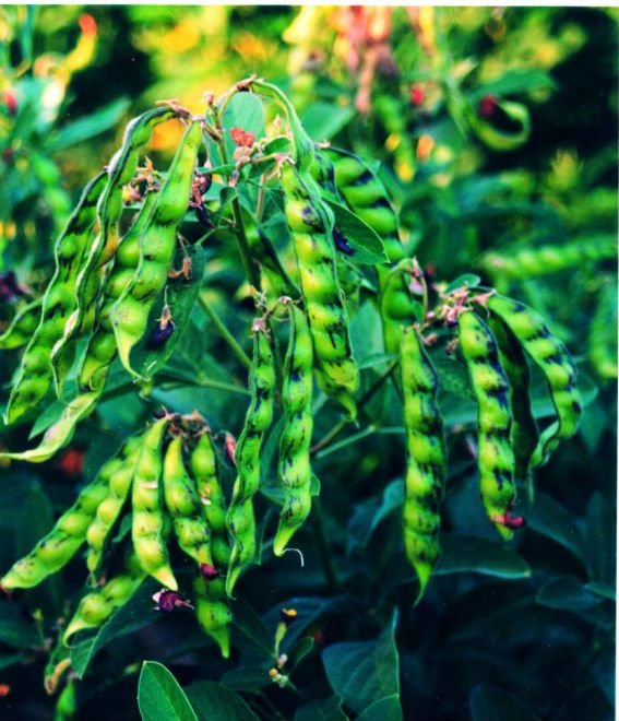 PIGEON PEAS