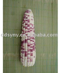 Early mature hybrids corn seed