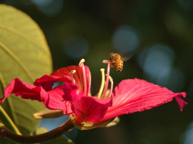 CHINESE  NATURAL   WHITE   HONEY 